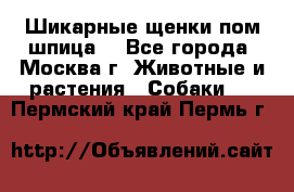 Шикарные щенки пом шпица  - Все города, Москва г. Животные и растения » Собаки   . Пермский край,Пермь г.